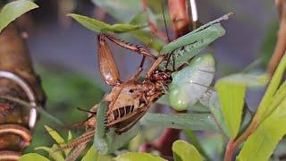 Nigel The Praying Mantis Hunting with little help from me