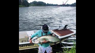 LIVE Mullet Inshore Fishing BIG TARPON