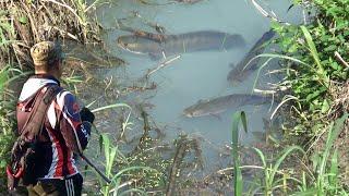 Rejeki Nomplok..! Mancing Nemu Sarang Ikan Gabus Monster Langsung Masak