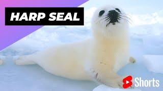 Harp Seal  One Of Worst Mothers In The Animal Kingdom #shorts