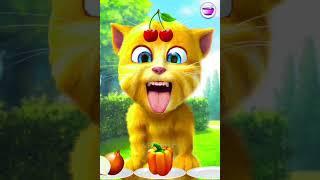 Talking Ginger Cat Funny Video | 