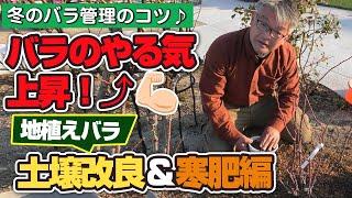 【バラの育て方】冬のバラ管理のコツバラのやる気上昇！地植えバラの土壌改良＆寒肥編（2022年1月14日）