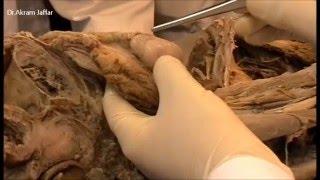 Testis: dissection