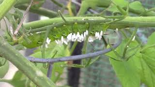 What are Those White Spikes on Hornworm?