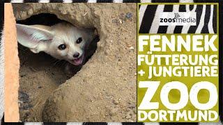 Dortmund Zoo: Offspring for the FENNEKS  | zoos.media