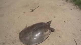 Softshell turtle on the run.