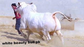 Gaint Bull I White Beauties I Heavy Bulls I Imam Cattle Documentary I Cow Lovers I Parrot Studio