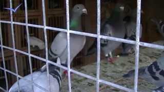 Felix Nadales Blanco, Racing Pigeons Loft / Taubenschlag / Palomar (2013)