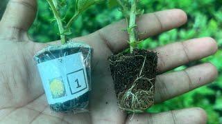 Chrysanthemums 7 days saplings servive 101% live test