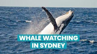 Whale watching in Sydney