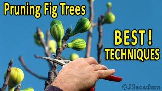 PRUNING FIG TREES | Best Pruning Techniques for BIGGER FRUITS and BETTER CROPS