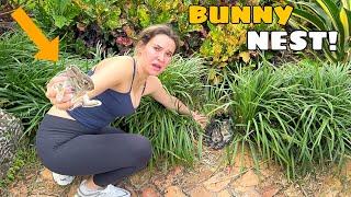 BABY BUNNY FOUND ALL ALONE! WHAT NOW?!