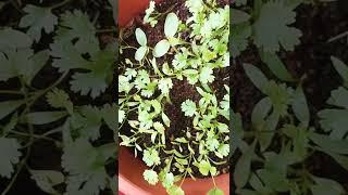 growing coriander leaves in summer  mother's touch #shorts|