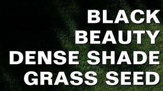 The Best Grass Seed for Shade