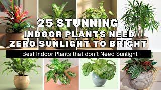 25 Indoor Plants Need Zero Sunlight to Brighten 🪴️| Zero Sunlight Plants | low light houseplants.