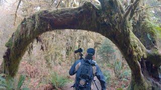 Hiking and Photography on the Hoh River