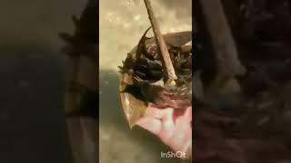 What kind of creature is this.? plz subscribe my channel for more videos 