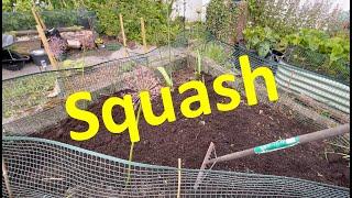 #345 Time to Plant out Squash