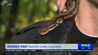 I Held a Snake on Live TV!