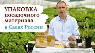 Упаковка посадочного материала в "Садах России" #садыроссии #саженцы