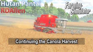 Continuing the Canola Harvest | E40 Hutan Pantai | Farming Simulator 25