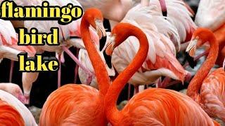 interesting facts about flamingos and greater flamingo migration distance