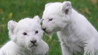 Four White Lion Cubs