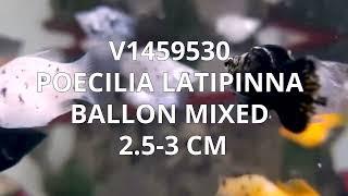 V1459530 | Poecilia Latipinna Ballon Mixed 2,5-3 cm