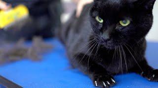 A yellow-eyed black cat with a beautiful voice. Don't be afraid! ️️