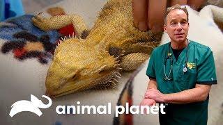 3 Sorprendentes urgencias de mascotas inusuales | Dr. Jeff, Veterinario | Animal Planet