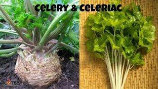 Monarch Celeriac and Self Blanching Celery