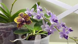 Orchids about WATERING and CARE ️ I'm thrilled with FLOWERING and ROOTS 