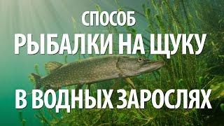 КАК ЛОВИТЬ УСПЕШНО ЩУКУ в ВОДНЫХ ЗАРОСЛЯХ