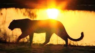 Yoga Nidra: Drinking the Shaman's Tea - Vision Quest - Shamanism Meditation #yoganidra #shamanism