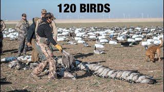 Intense Wind had THOUSANDS of Geese Crawling to our Spread!!!