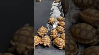Baby tortoise daily routine ️