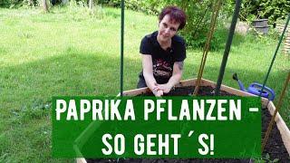 Paprika pflanzen - so geht´s!