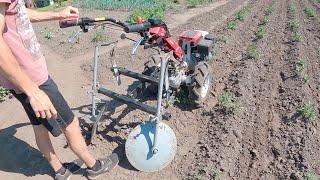 The first and second hilling of potatoes