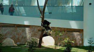 Qatar's Panda House - The Full Story