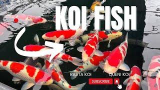 Koi Fish - Look what I found at Queni Koi Leicester England- "live online now!" Stunning 4K