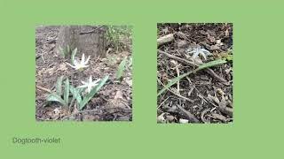 Woodland Flowers