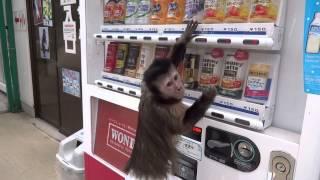 World's Most Intelligent Monkey