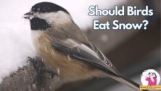 Should Wild Birds Eat Snow?