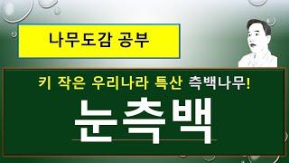 눈측백 vs 서양측백 vs 측백(側柏) : 무엇이 서로 다를까?