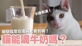 最常被誤導！貓能喝牛奶嗎？【好味貓知識】EP13