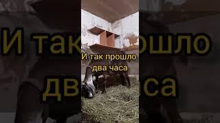 Поведение козы перед окотом//Окот козы//Ура, первое пополнение!!!