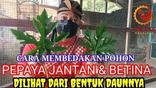 CARA MEMBEDAKAN POHON PEPAYA JANTAN DAN BETINA DILIHAT DARI BENTUK DAUN