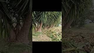 Satisfying palm frond removal + before & after shots #overgrown #garden #healing #transformation