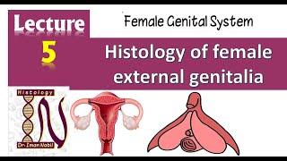 Histology of Female external genitalia- Female genital system