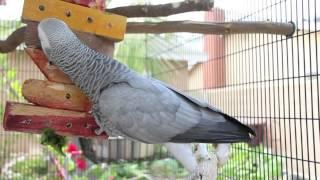 Parrot Diet & Enrichment